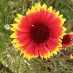 Gaillardia pulchellaFlower