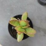 Crassula lanuginosa Blatt