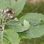 Karpatiosorbus remensis Sonstige