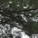 Pinus echinata Hoja