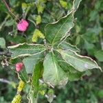 Euonymus latifoliusBlatt