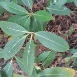 Osmanthus decorus Leaf