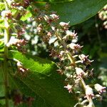 Coriaria ruscifolia Muu