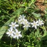 Ornithogalum divergensപുഷ്പം