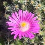 Trichodiadema densum Flower