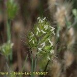 Cynosurus echinatus Fula