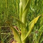 Himantoglossum hircinum Blatt