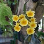 Dendrobium lindleyi 花