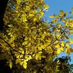 Fraxinus latifolia Leaf