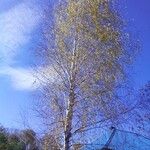 Betula pendula樹皮