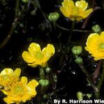 Ranunculus flabellaris Хабит