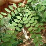 Adenanthera pavonina Leaf