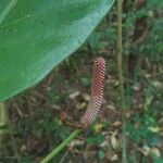 Anthurium consobrinum Fruit