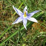 Nemastylis geminiflora Flor