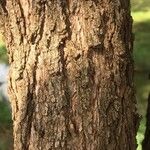 Searsia gueinzii 樹皮