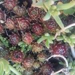 Sempervivum montanum 葉