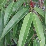 Ficus binnendykii Foglia