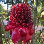 Etlingera elatior Flor