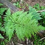 Dryopteris expansa