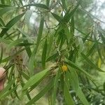 Acacia confusa Blomst