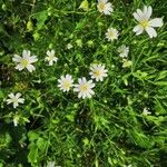 Stellaria holosteaFlower