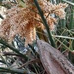 Phoenix canariensis Outro
