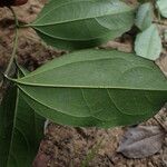 Celtis prantlii Hoja