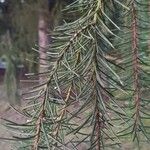 Picea breweriana Folha