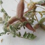 Astragalus sinaicus Frutto