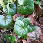 Asarum europaeum Lapas