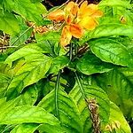 Crossandra infundibuliformis 花