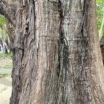 Podocarpus neriifolius Bark