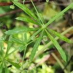 Galium spurium पत्ता