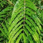 Pentaclethra eetveldeana Leaf