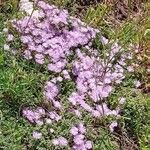 Drosanthemum floribundum Floare