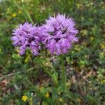 Neotinea tridentata Flor