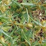 Xanthium spinosum Rinde