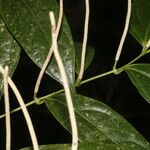 Piper concinnifolium 樹皮