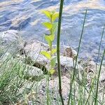 Equisetum ramosissimum Bark