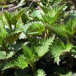 Urtica dioica Leaf