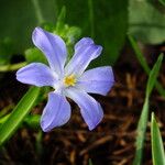 Scilla forbesii Blomma