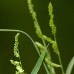 Echinochloa colonum кора