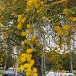 Acacia saligna Λουλούδι