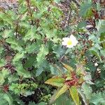 Cistus laurifolius Frunză