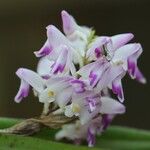 Polystachya bifida പുഷ്പം