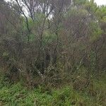 Juniperus procera Συνήθη χαρακτηριστικά