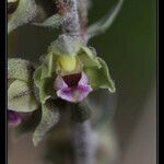 Epipactis kleinii Flor