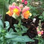 Antirrhinum majusÇiçek