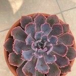 Echeveria shaviana برگ