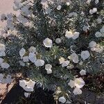 Convolvulus cneorum花